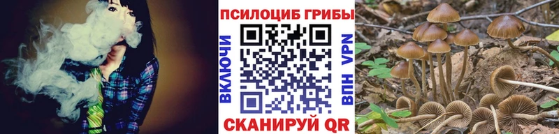 Галлюциногенные грибы Psilocybe  Купить где  Миньяр 